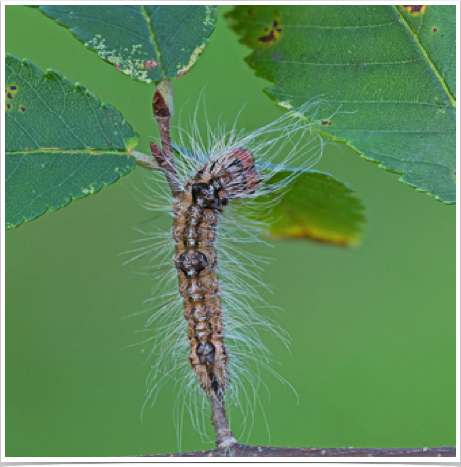 Acronicta morula
Ochre Dagger
Lawrence County, Alabama